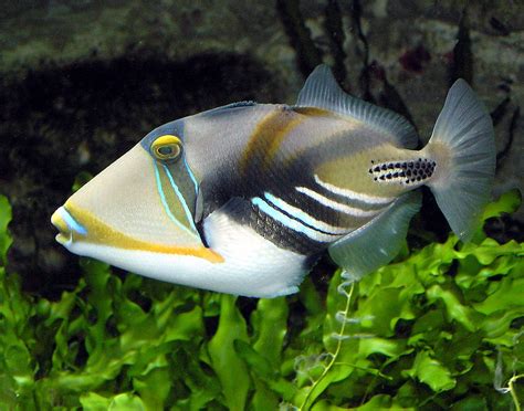 Triggerfish Wikipedia
