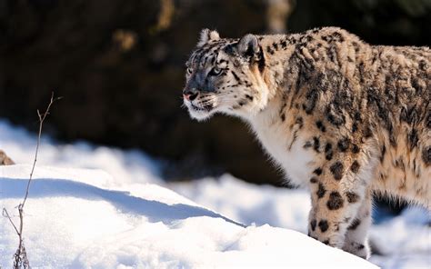 Snow Leopard Full Hd Wallpaper And Background Image 2560x1600 Id361680