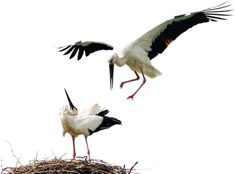 The most comprehensive image search on the web. Stork PNG Transparent Images | PNG All