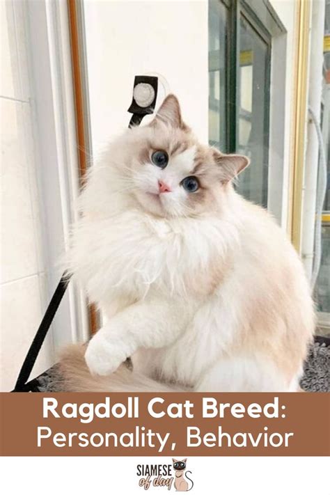 Ragdoll Cat Breed Personality Behavior And Training In 2020 Ragdoll