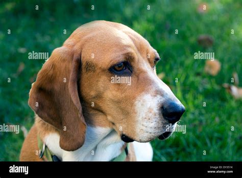 A Basset Hound Beagle Cross Looking Off Into The Distance Stock Photo