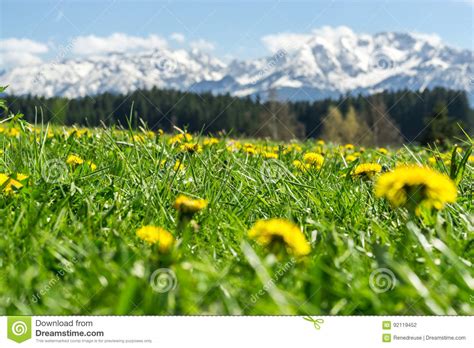 Beautiful Yellow Flower Meadow In A Idyllic Mountainous Landscape