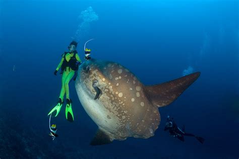 Facts About The Ocean And Freshwater Sunfish Seafish