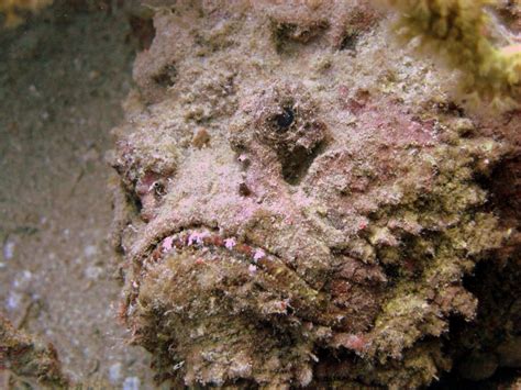 Stonefish The Most Venomous Fish In The World