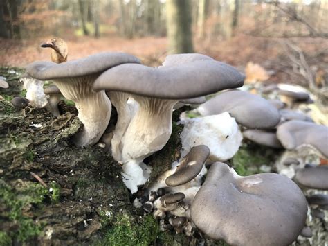 Oyster Mushroom (A Field Guide To Edible and Medicinal Mushrooms of the ...