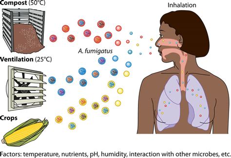 Aspergillus Fumigatus Thrives In Numerous Environmental Niches Spores