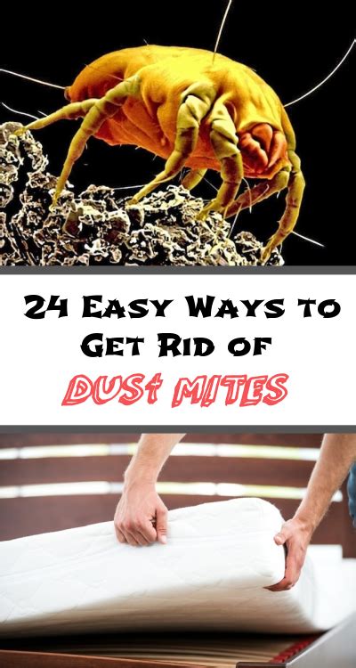 24 Easy Ways To Get Rid Of Dust Mites And Get Allergy Relief Best