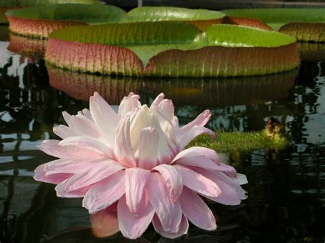 Victoria Amazonica Amazon Water Lily World Of Flowering Plants