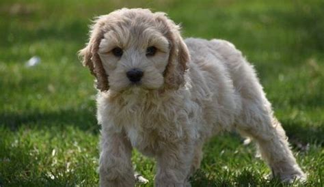 This exact price will change depending on the breeder, and even the individual dog! Cockapoo Puppies For Sale | Detroit, MI #296938 | Petzlover