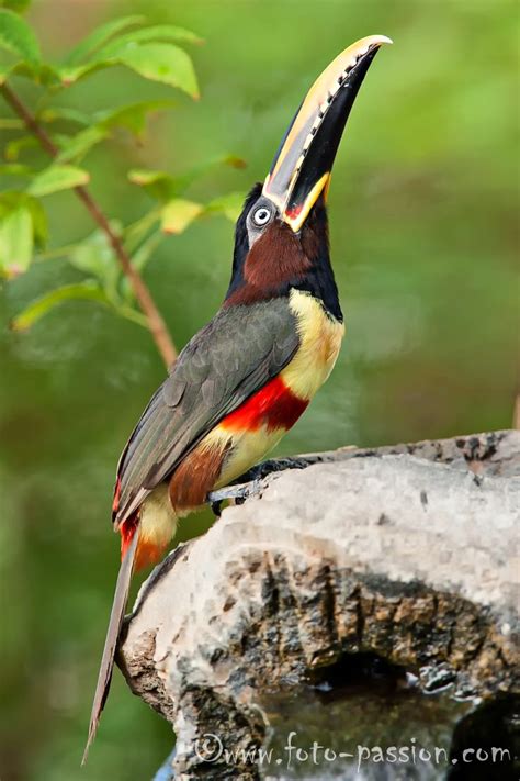 Birds And Animals Chestnut Eared Aracari