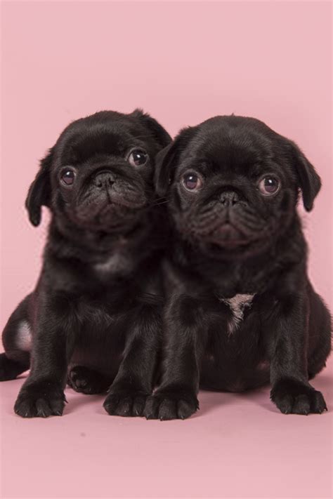 Cute Pug Puppies Cutest Pug Puppies In 2020 Cute Pug Puppies Baby