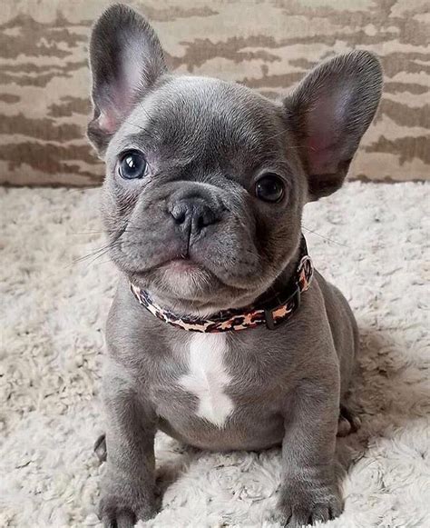 Best Blue Fluffy French Bulldog In 2023 Check It Out Now Bulldogs