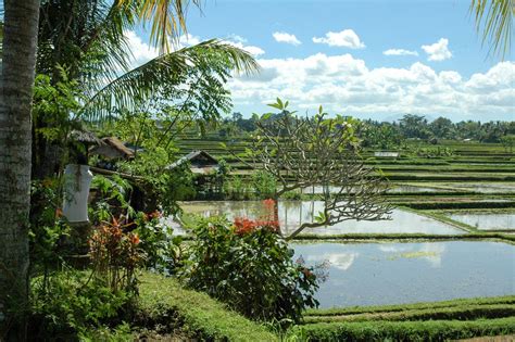 Wandelen In De Rijstvelden Van Munduk And Mayong Villa Bossi Bali