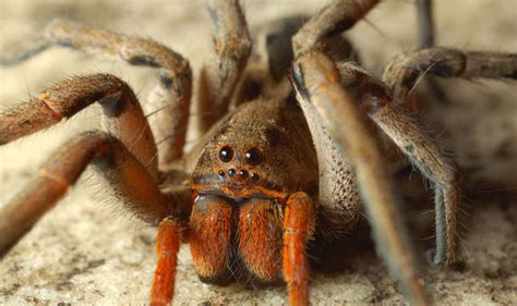 0:49 tom and mimi 1 500 184 просмотра. Scientists reveal you should NEVER, EVER squish a spider ...