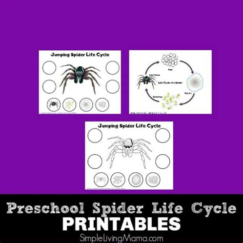 Spider Life Cycle Printable