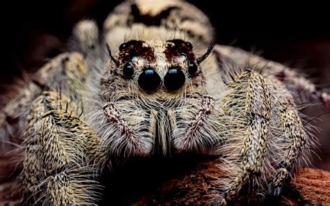 How Far Can A Jumping Spider Jump The Spider Blog