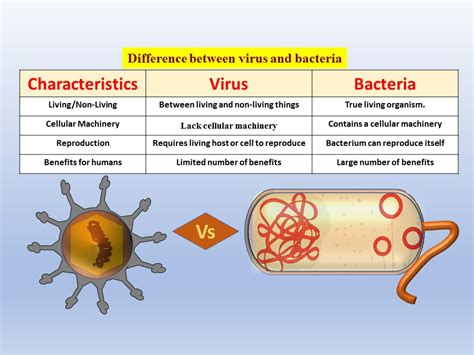 Qual é A Diferença Entre Vírus E Bactéria AskSchool