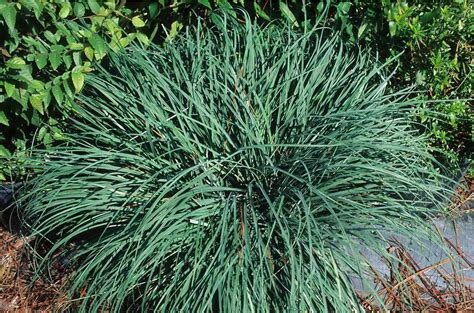 Carex Flacca Glauca Blue Sedge Baker Environmental Nursery