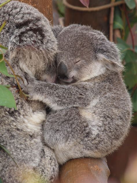 Capt Mondos Photo Blog Blog Archive Sleeping Koala Koalabär Tiere
