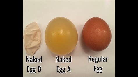 Naked Egg At Home Easy Science Experiment YouTube