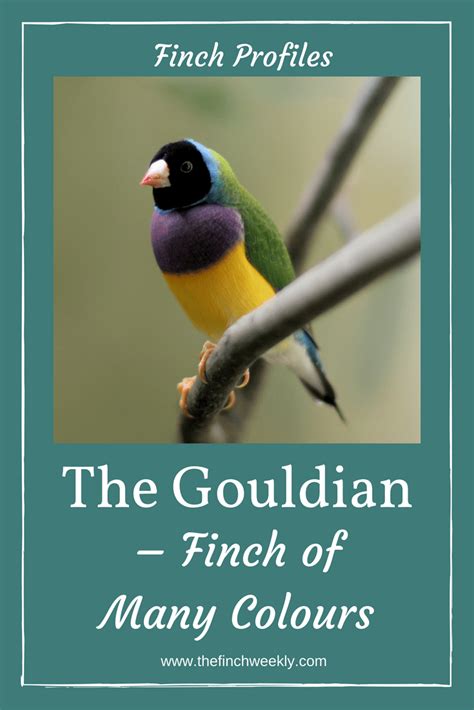 The Gouldian Finch Of Many Colours The Finch Weekly Finch