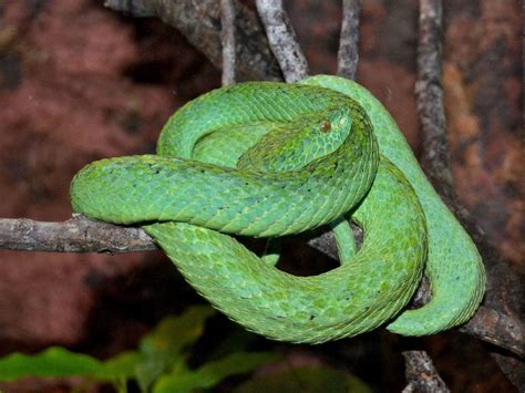 The Online Zoo Honduran Palm Pit Viper