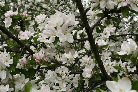 Blooming Tree Apple Spring Trees Free Nature Pictures By
