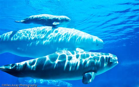 Marineland Beluga Whales Pod Beluga Whale Male Belugas A Flickr