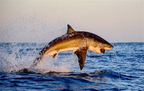 Great White Shark Jumping Photo One Big Photo