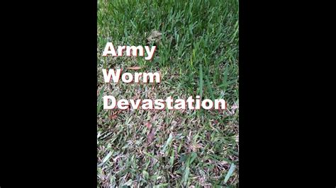 Army Worms In Lawn A Customers Lawn At Panania Nsw Army Grub