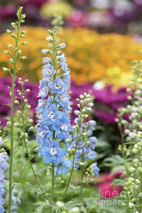 Delphinium Magic Fountains Sky Blue White Bee Flower Photograph By Tim