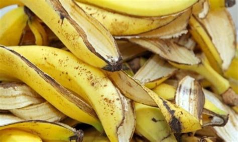 Banana Peel As Fertilizer Is It Useful