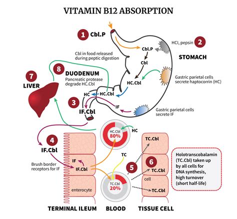 Vitamin B12 Absorption Possible Failure Sites • Pa Relief