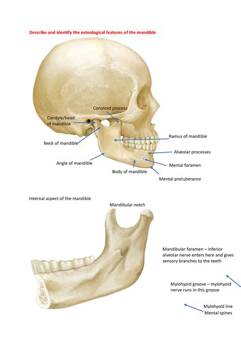 12 Mandible Osteology And Muscles Of Mastication 1 Describe And