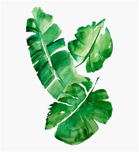 ✓ free for commercial use ✓ high quality images. Tropical Leaves Watercolor Png, Transparent Png ...