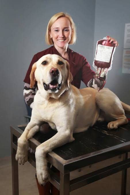 Can Dogs Donate Blood Most Of Us Have Given Blood To Help By