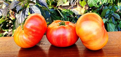 Yellow Tomatoes Suzs Beauty Dwarf Project Tomato