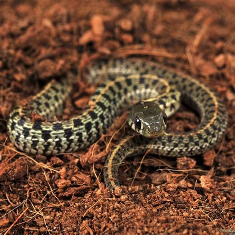 Checkered Garter Snake Facts And Pictures
