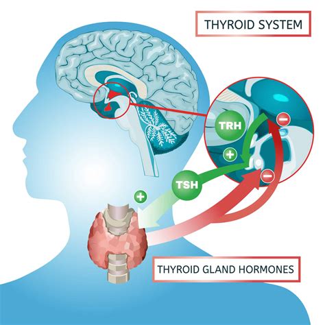 Womens Thyroid Wellness Ogden Utah Regeneration Health