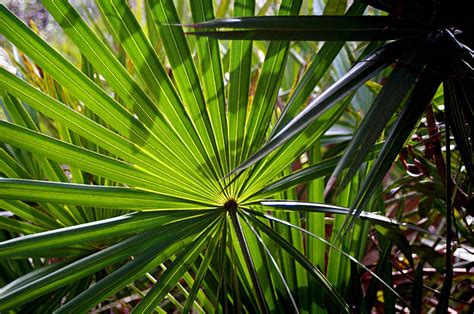 Top 60 Palmetto Tree Stock Photos Pictures And Images Istock