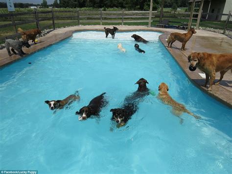 Puppies Paddle Away At A Doggy Daycare Center Daily Mail Online