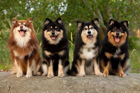 An Ultimate Guide To The Finnish Lapphund Breed Ebknows