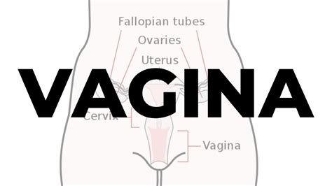 Vagina Internal Genitalia Of Female Gynaecology Studywithim Youtube