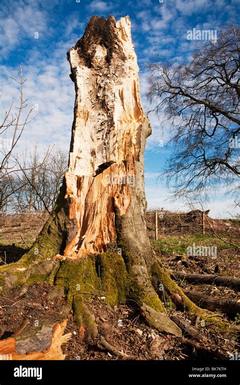 Broken Tree Stump High Resolution Stock Photography And Images Alamy