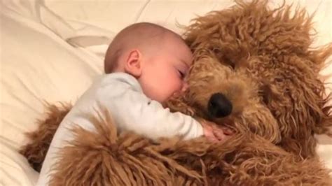 Adorable Video Of Baby Cuddling Pet Dog Goes Viral People Just Want