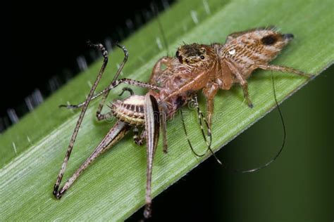 Jumping Spider With Prey A Cricket Stock Photo Image Of Wild