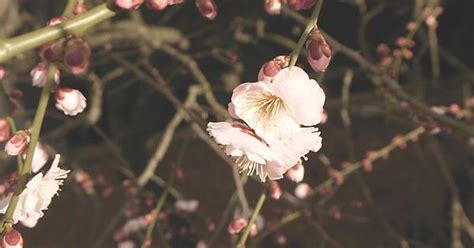 Cherry Blossom Festivals In Japan Imgur