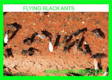 Flying Black Ants In Chatswood Sydney Pest Control Sydney Nsw Australia