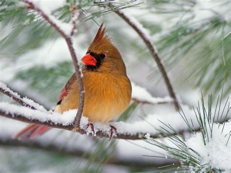 Cardinal On Snowy Pine Branch Wallpaper And Background Image 1600x1200