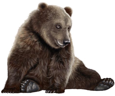 Download High Quality Bear Clipart Realistic Transparent Png Images